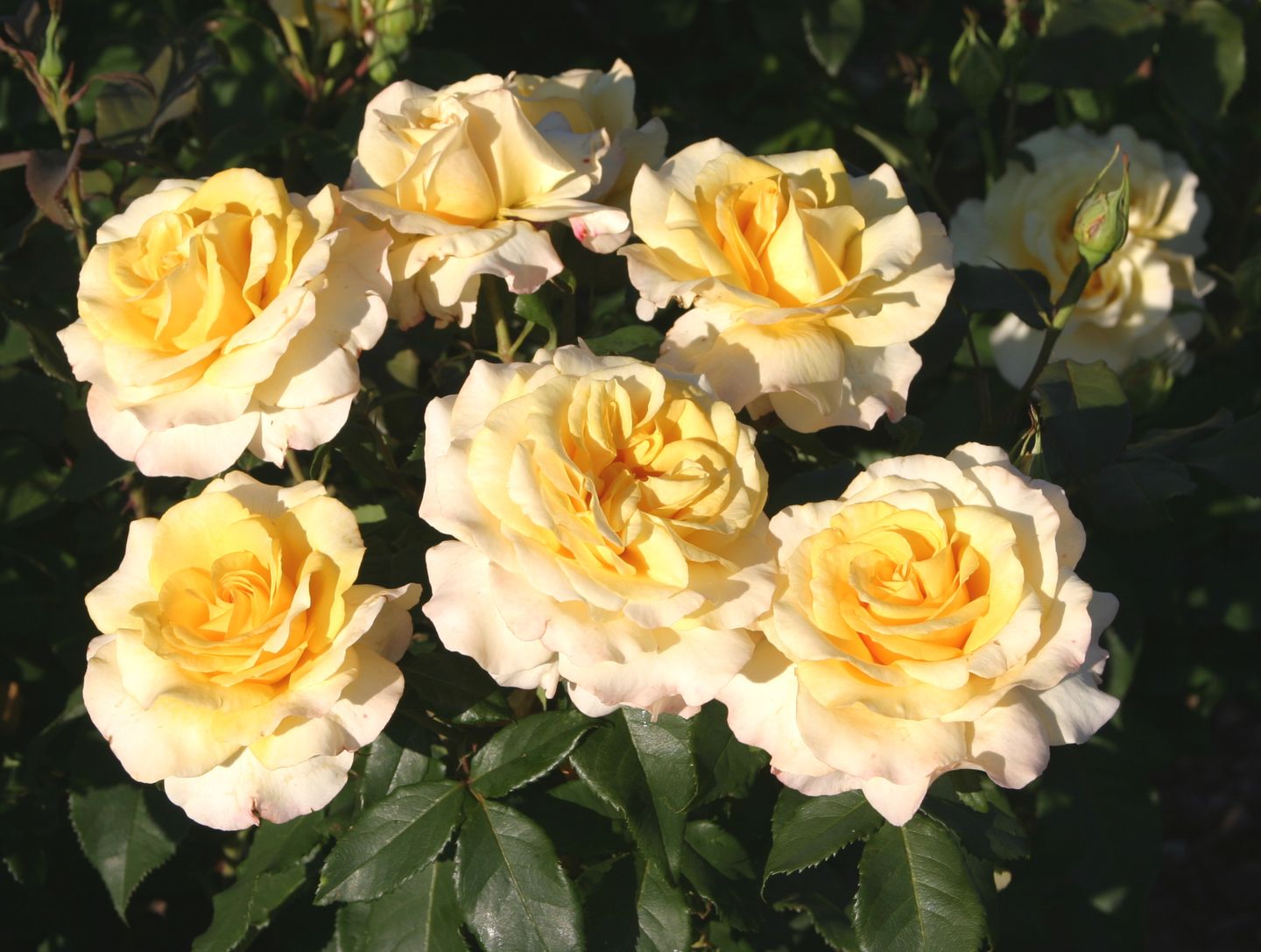 Sunny Rose роза